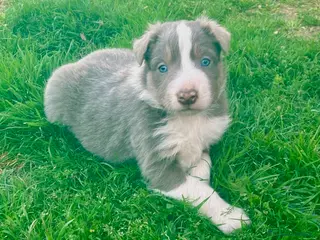 Border Collie perros Border collie Lilac tricolor - Anuncio 1