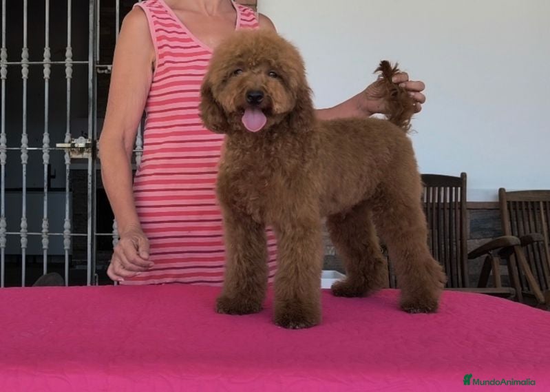 Caniche Enano perros Caniche enano - Anuncio 33