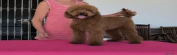 Caniche Enano perros en venta: Caniche enano - Anuncio 1