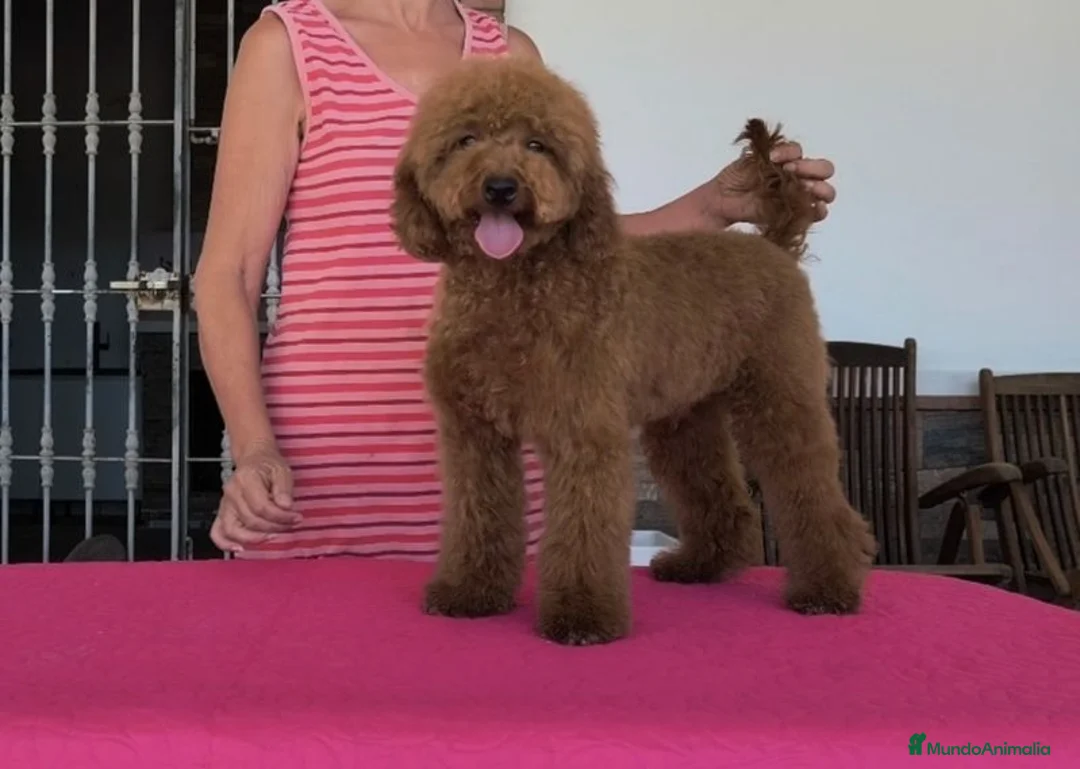 Caniche Enano perros en venta: Caniche enano - Anuncio 1