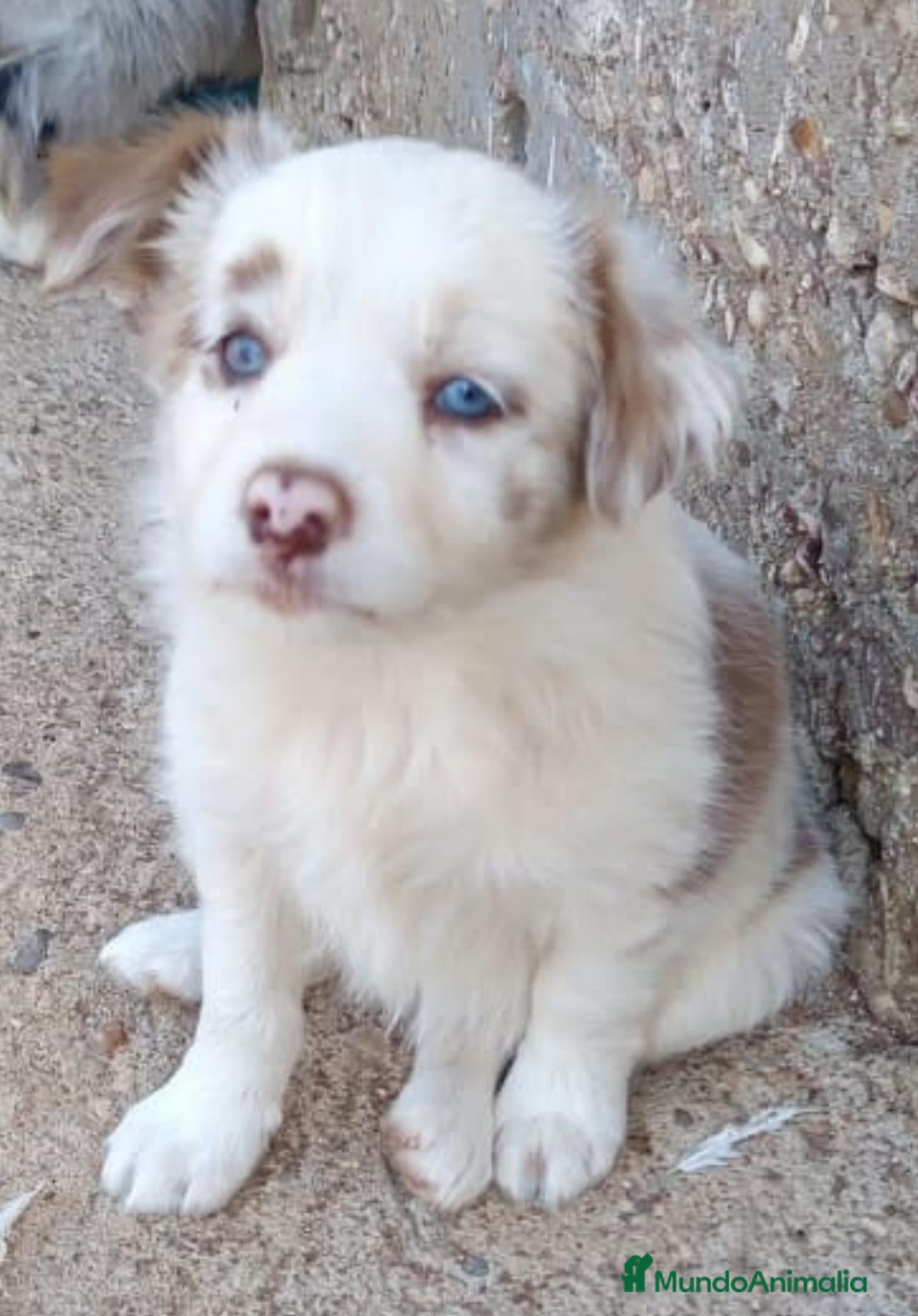 Border Collie perros Border collie blue y red merle - Anuncio 2