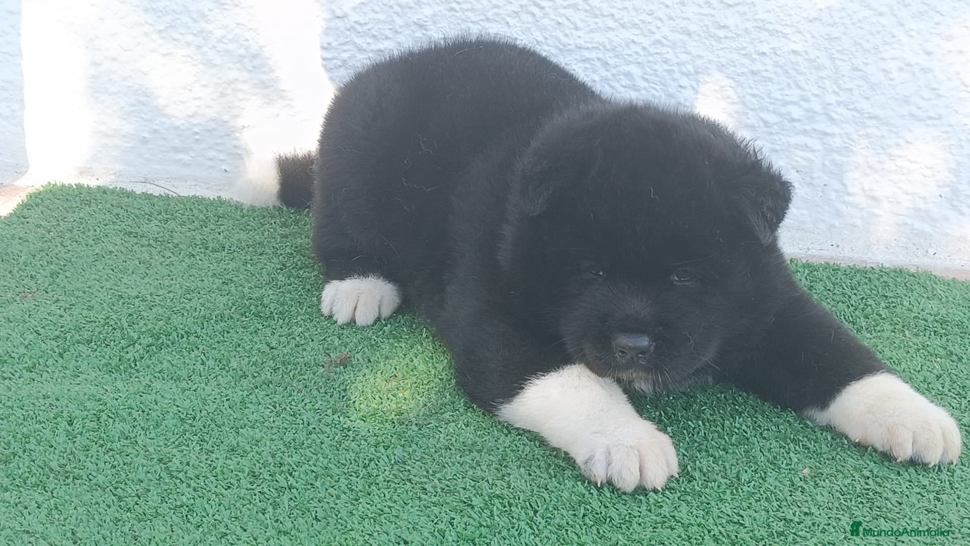 Akita Americano perros Akita Americano hembra - Anuncio 1