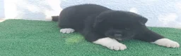 Akita Americano perros en venta: Akita Americano hembra - Anuncio 1