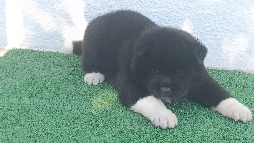 Akita Americano perros en venta: Akita Americano hembra - Anuncio 1