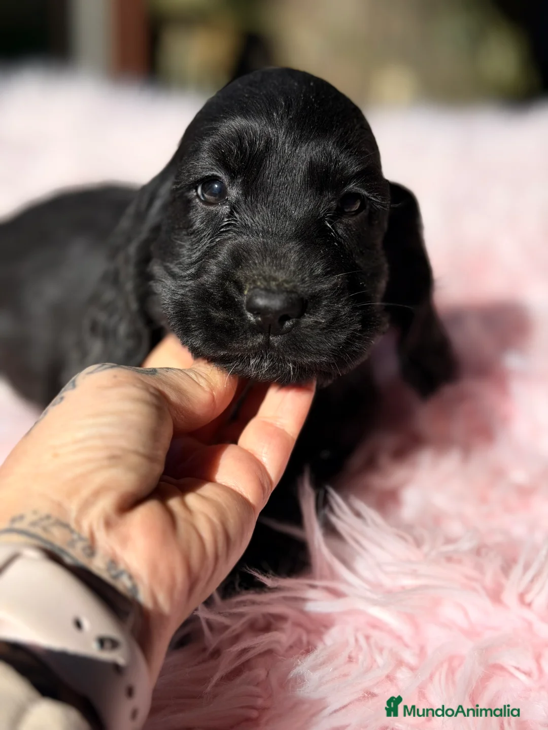 Cocker Spaniel Inglés perros en venta: Cocker inglés hembra negra  - Anuncio 4