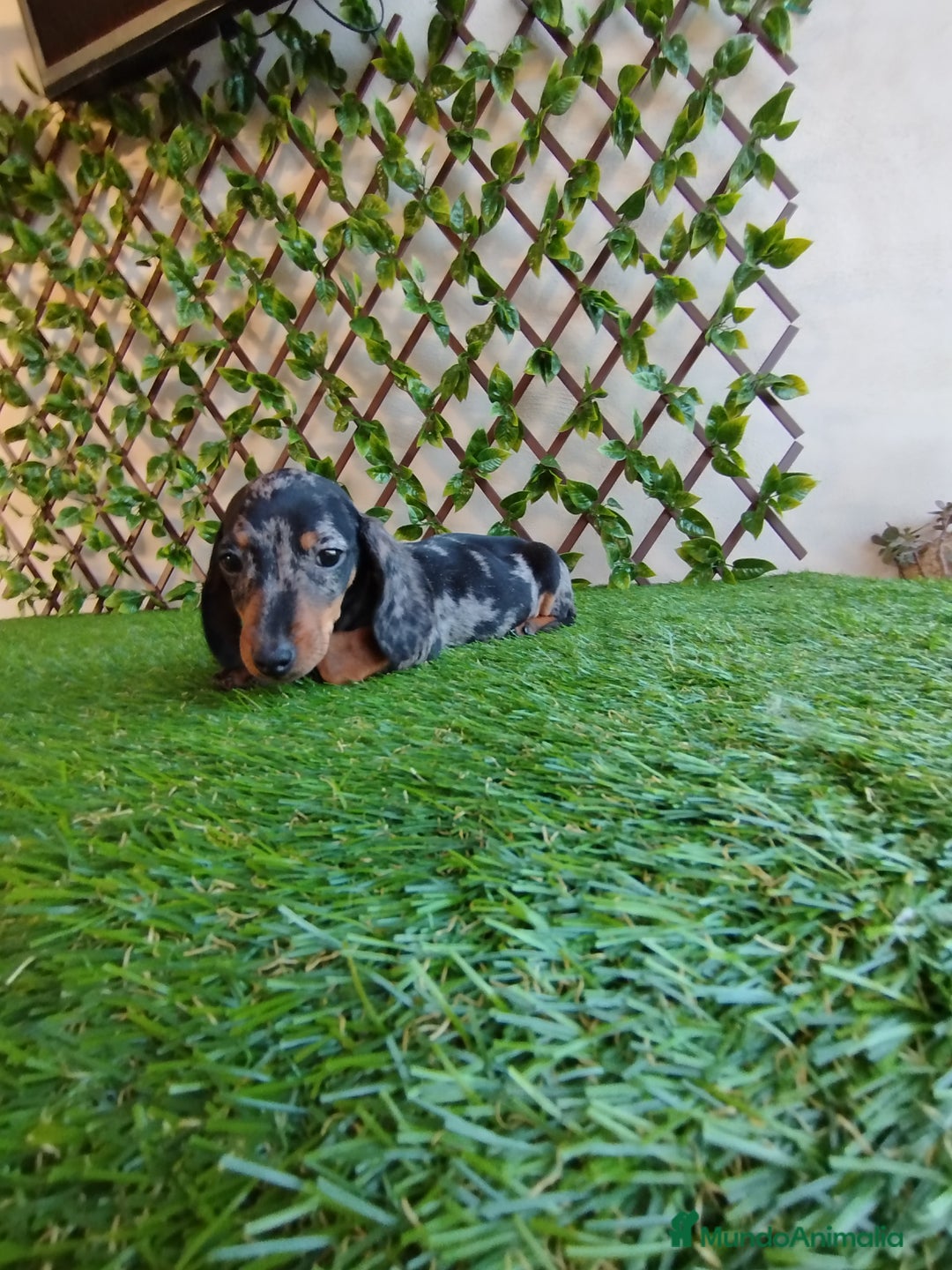 Teckel Miniatura perros en venta: Teckel miniatura  - Anuncio 4