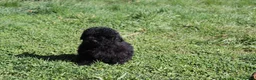 Caniche Enano perros en venta: Caniche enano negro - Anuncio 2