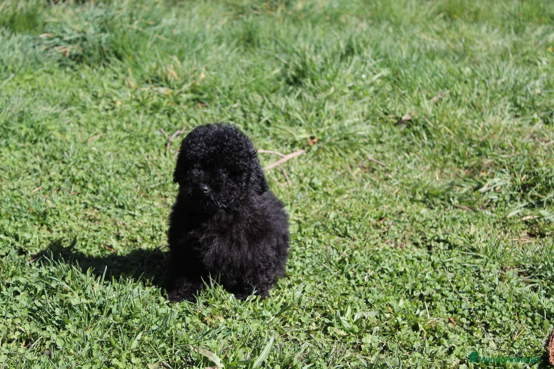 Caniche Enano perros en venta: Caniche enano negro - Anuncio 2