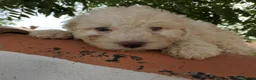 Perro de Agua Español perros en venta: Preciosos cachorros de Perro de Agua - Anuncio 19