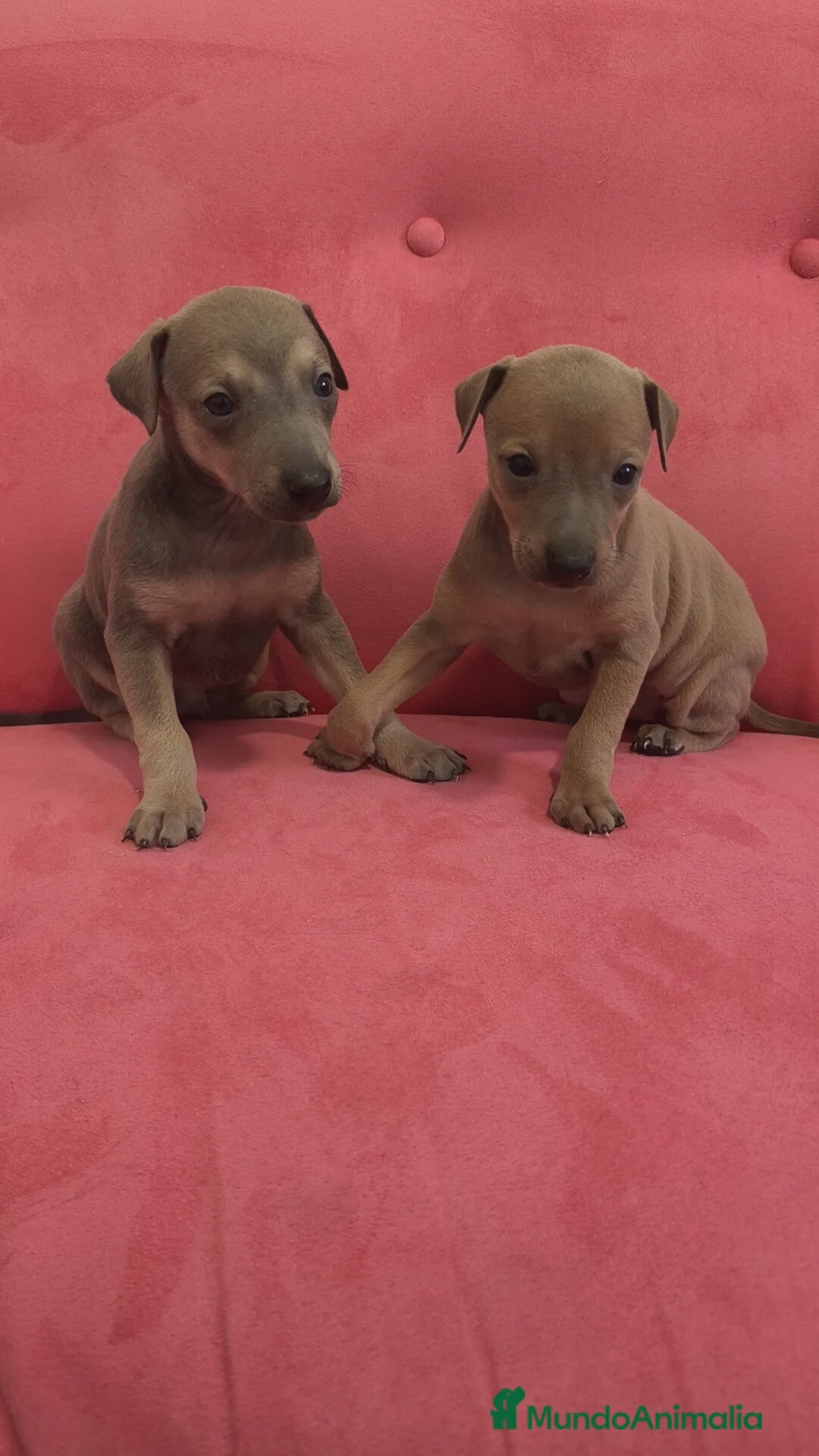 Pequeño Lebrel Italiano perros en venta: Pequeño lebrel Italiano FincaPaunais - Anuncio 2
