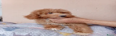 Caniche Enano Cachorro 1