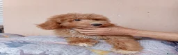 Caniche Enano perros en venta: Caniche enano - Anuncio 8