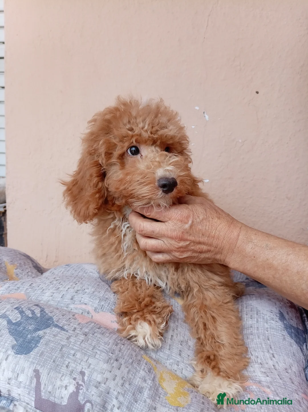 Caniche Enano perros en venta: Caniche enano - Anuncio 8