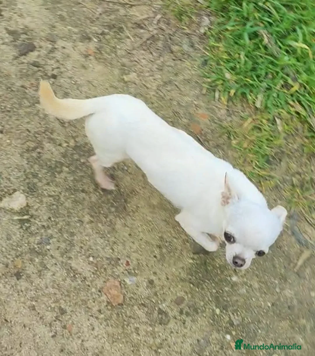 Chihuahua perros en venta: CHIHUAHUA ADULTA - Anuncio 1