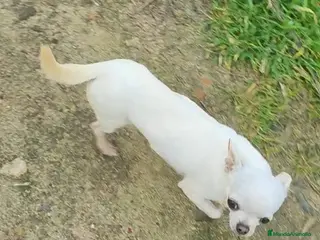 Chihuahua perros CHIHUAHUA ADULTA - Anuncio 1