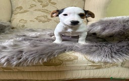 Jack Russell Terrier perros en venta: Cachorros de Jack Russell  - Imagen 9