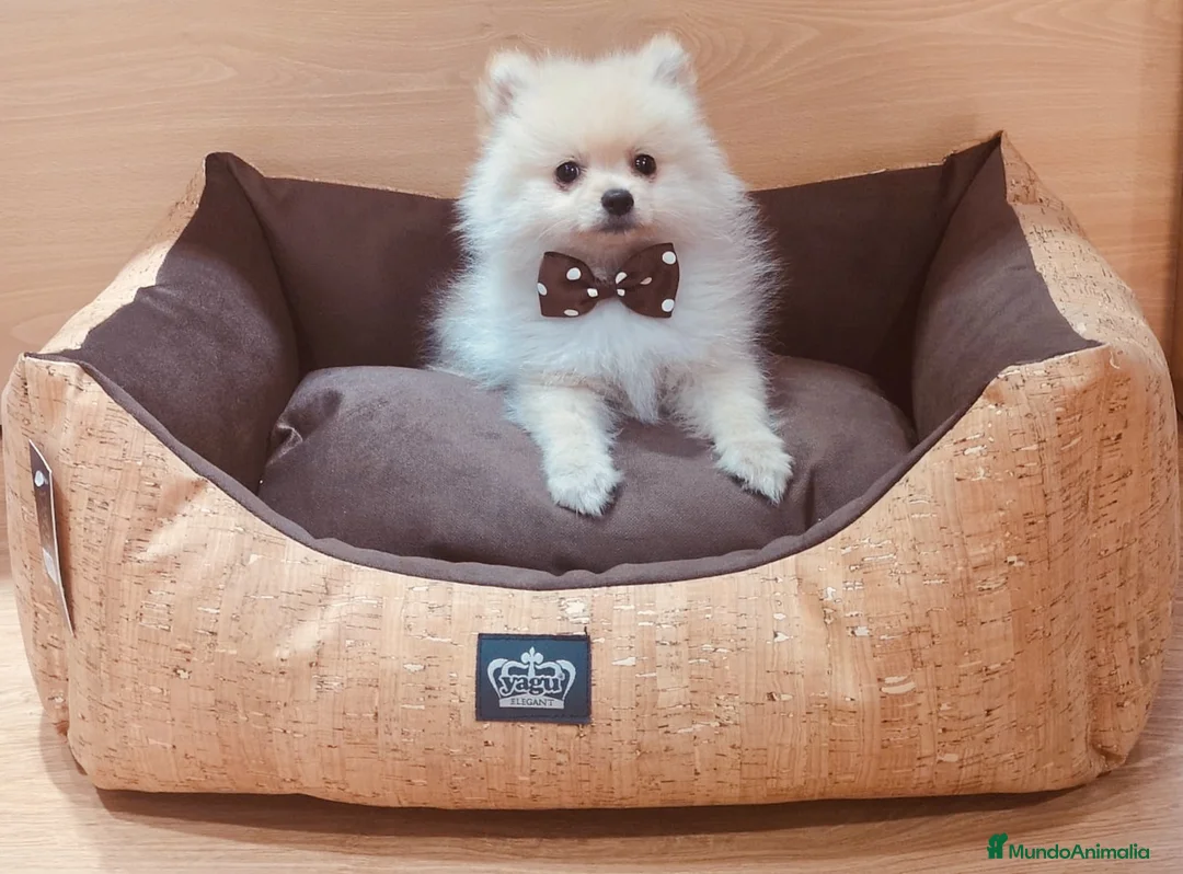 Pomerania perros en venta: Cachorros de Lulú de Pomerania en Barcelona - Anuncio 5