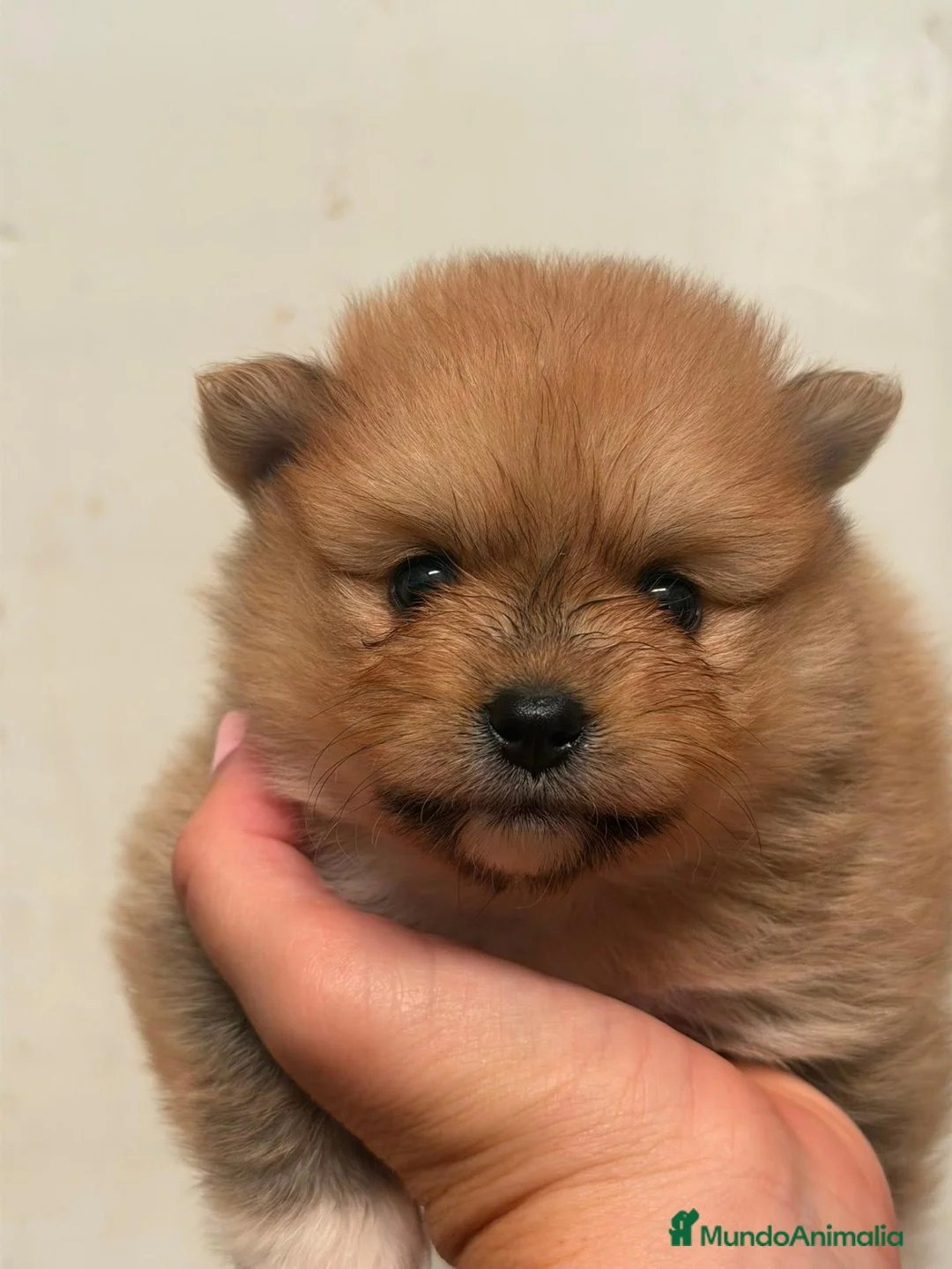 Pomerania perros en venta: POMERANIA - Anuncio 2