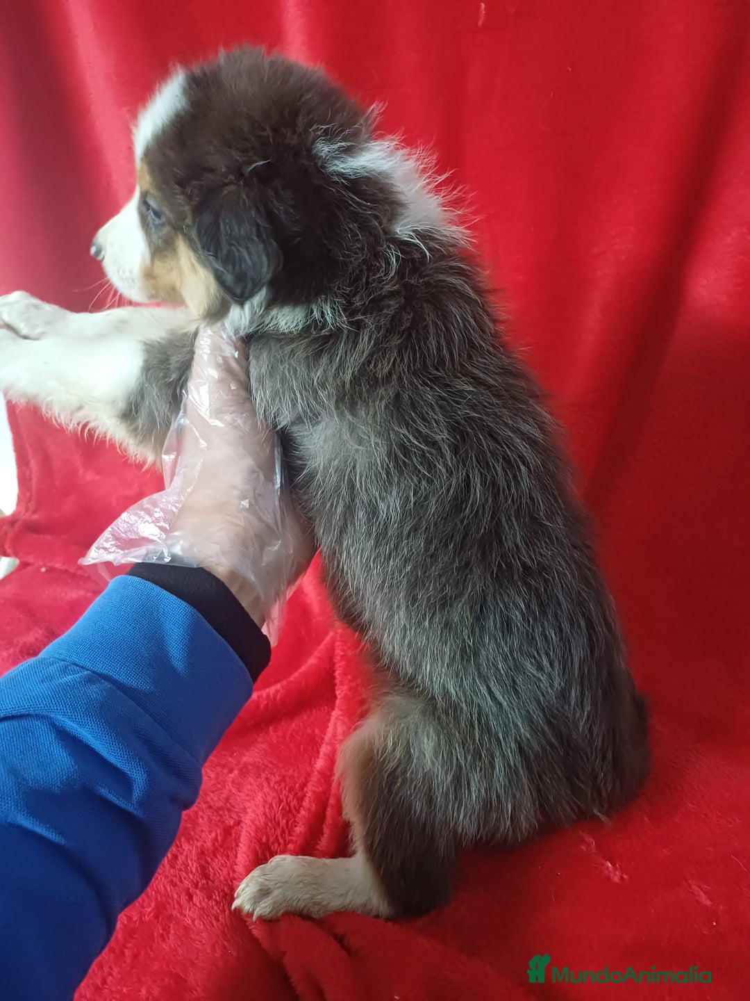 Border Collie perros en venta: Border Collie  - Anuncio 3