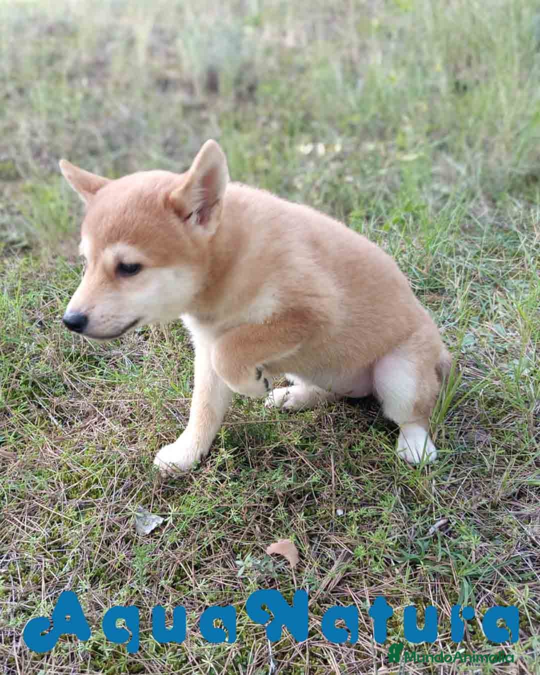 Shiba Inu perros en venta: Shiba Inu Hembra de Alba y Simbad 1722 AQUANATURA - Anuncio 6