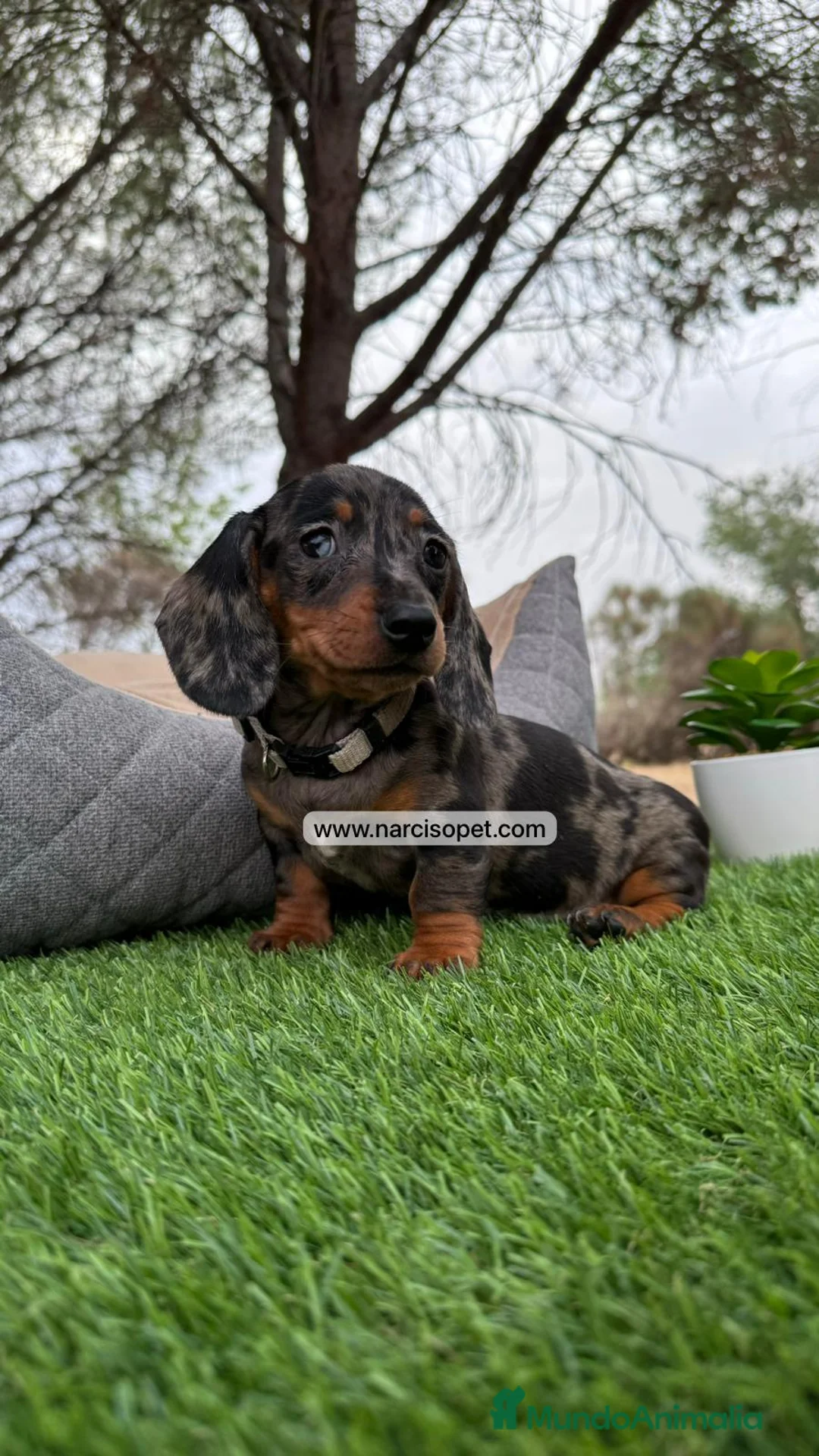 Teckel perros en venta: TECKEL NEGRO Y PLATA MERLE BEBE en Asturias - Anuncio 1