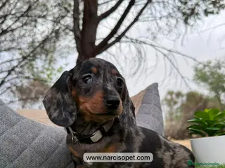 Teckel perros TECKEL NEGRO Y PLATA MERLE BEBE - Anuncio 10