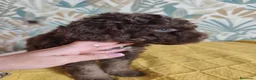 Perro de Agua Español perros en venta: Espectacular PDA - Anuncio 8