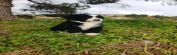Perro de Agua Español perros en venta: 🐾 CACHORROS DE PERRO DE AGUA ESPAÑOL 🐾 - Anuncio 6