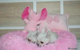 Chihuahua perros en venta: CHIHUAHUAS  - Imagen 12