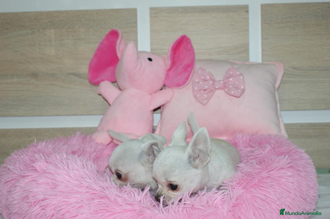 Chihuahua perros en venta: CHIHUAHUAS  - Imagen 12