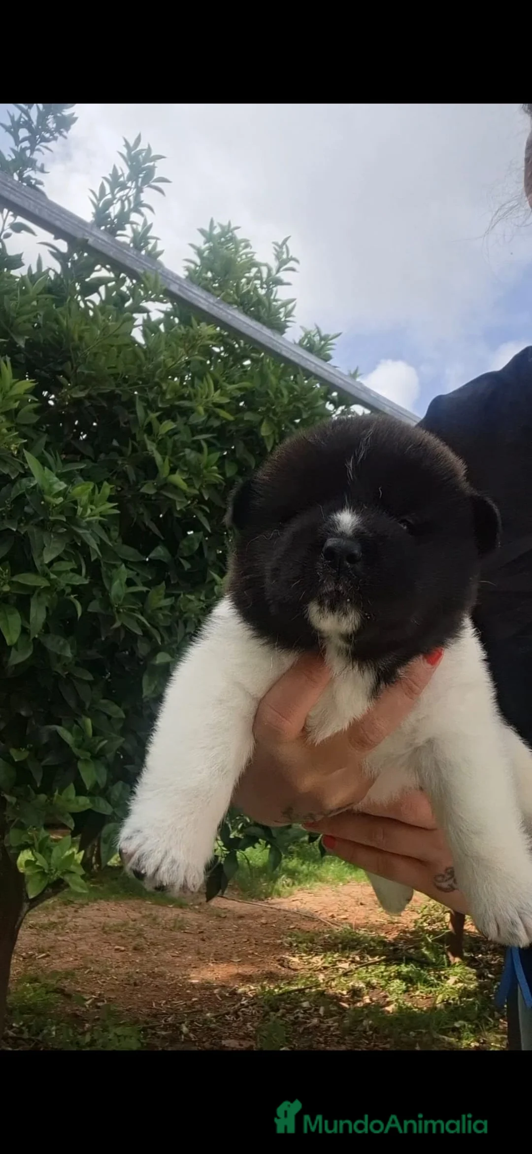 Akita Inu perros en venta: Akita Inu  - Anuncio 6