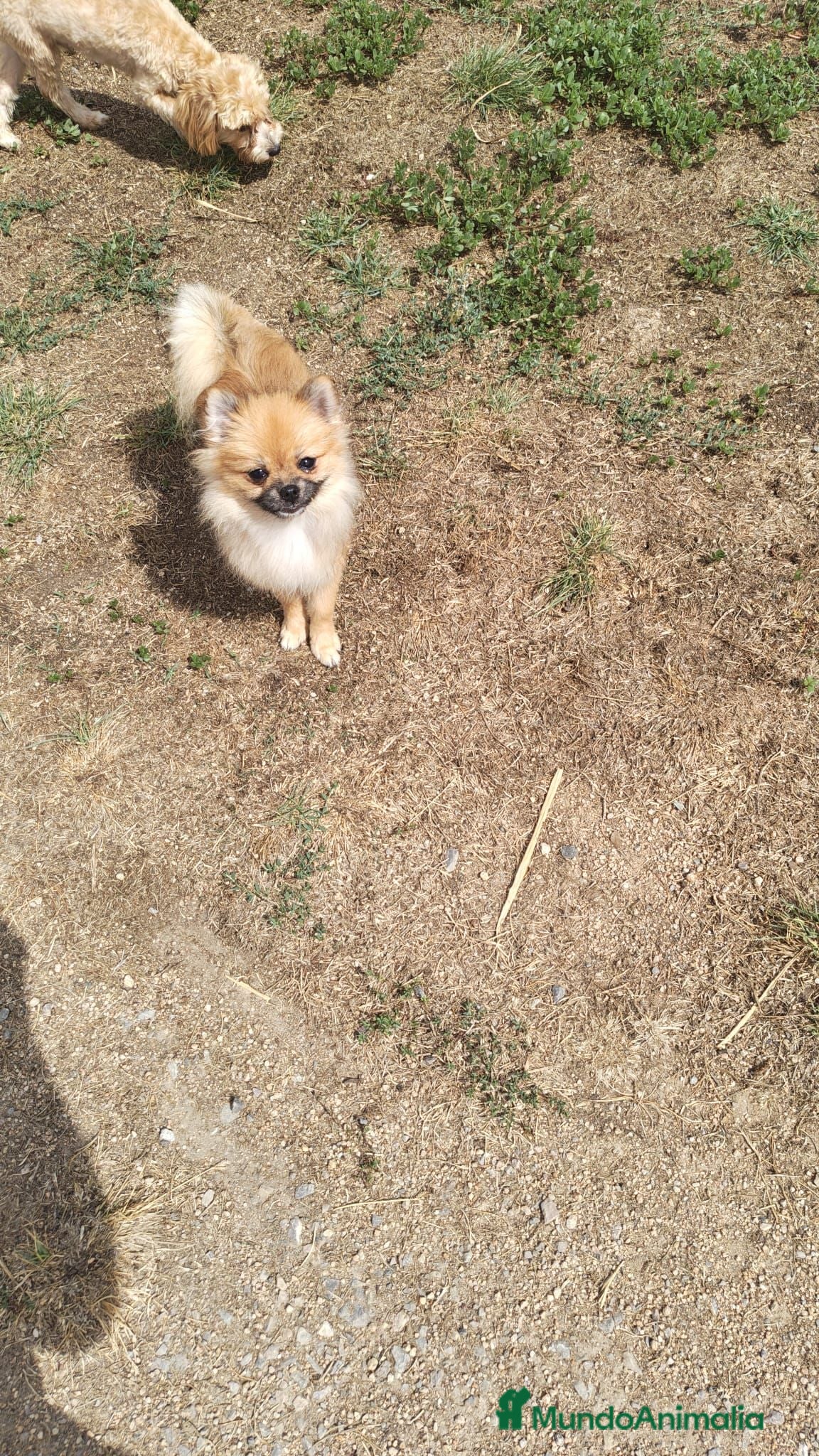Pomerania perros Pomerañia toy - Anuncio 1