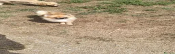 Pomerania perros en venta: Pomerañia toy - Anuncio 1