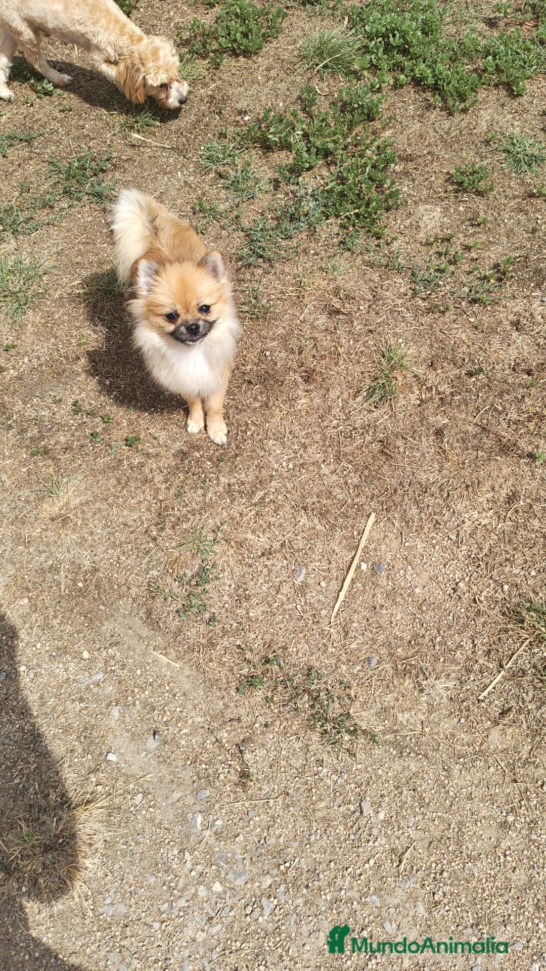 Pomerania perros en venta: Pomerañia toy - Anuncio 1