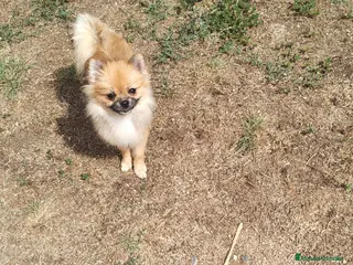 Pomerania perros Pomerañia toy - Anuncio 1