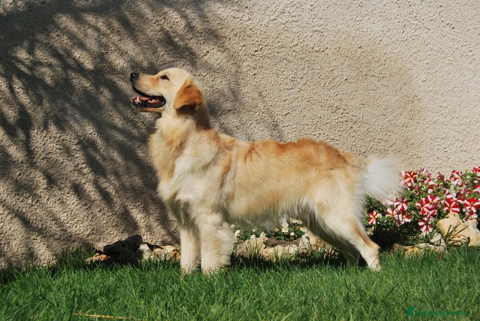 Golden Retriever perros en Madrid - Anuncio 10