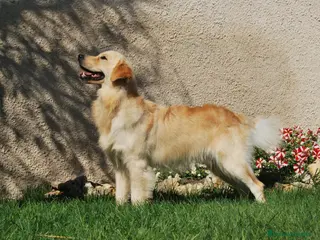 Golden Retriever perros Cachorros de Golden R en Madrid - Anuncio 2