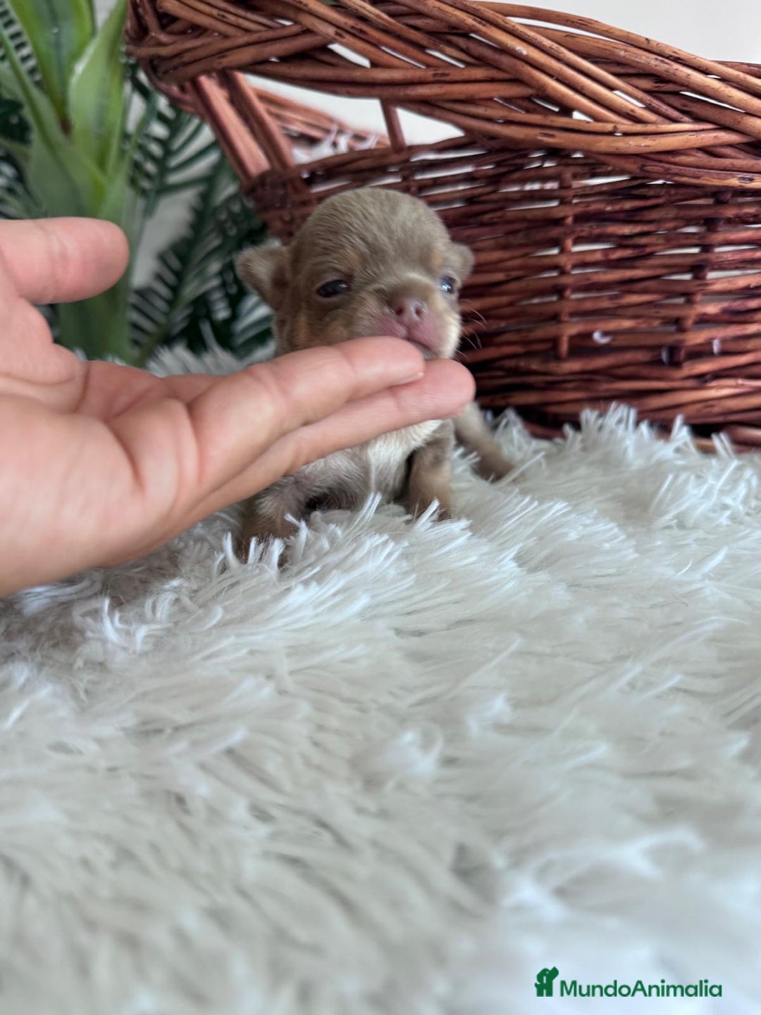 Chihuahua perros en venta: CHIHUAHUA MACHO COLOR LILAC AND TAN - Imagen 3