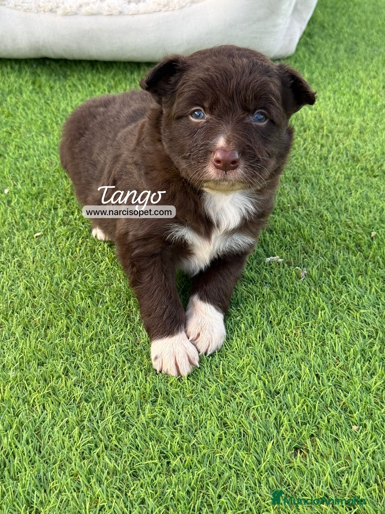 Border Collie perros en venta: BORDER COLLIE MACHO - Anuncio 5