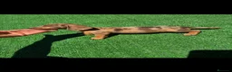 Teckel perros en venta: Disponible Teckels de Calidad  - Anuncio 2