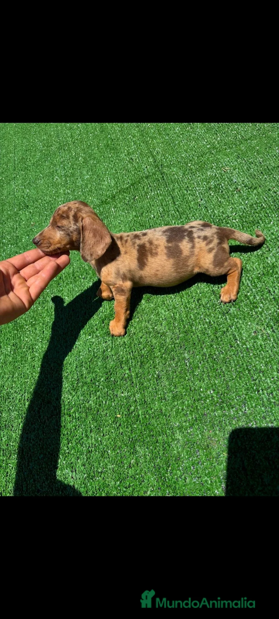 Teckel perros en venta: Disponible Teckels de Calidad  - Anuncio 2