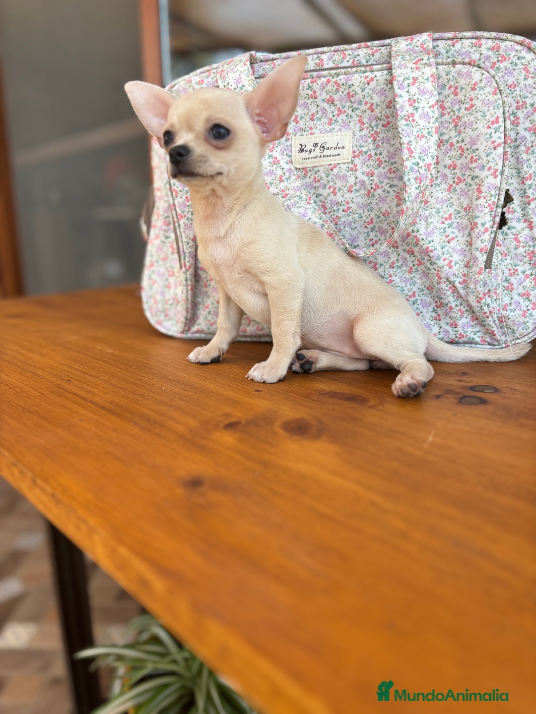 Chihuahua perros en venta: Chihuahua Hembra lista para entregar  - Anuncio 2