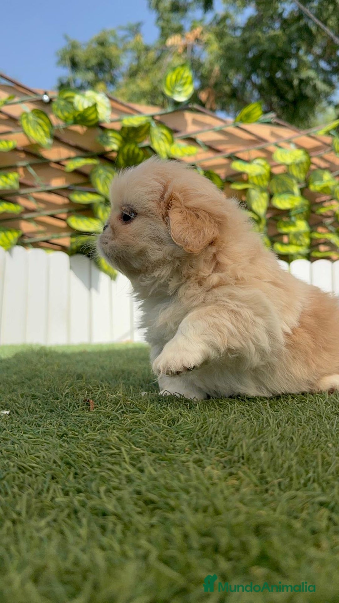 Pekinés perros en venta: PEKINES HEMBRA - Imagen 16