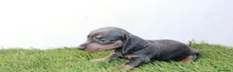 Teckel Miniatura perros en venta: Teckels Miniatura#Calidad, seriedad y seguimiento - Anuncio 32