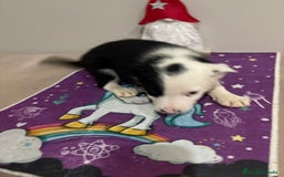 Border Collie perros en venta: Border collie  - Imagen 4