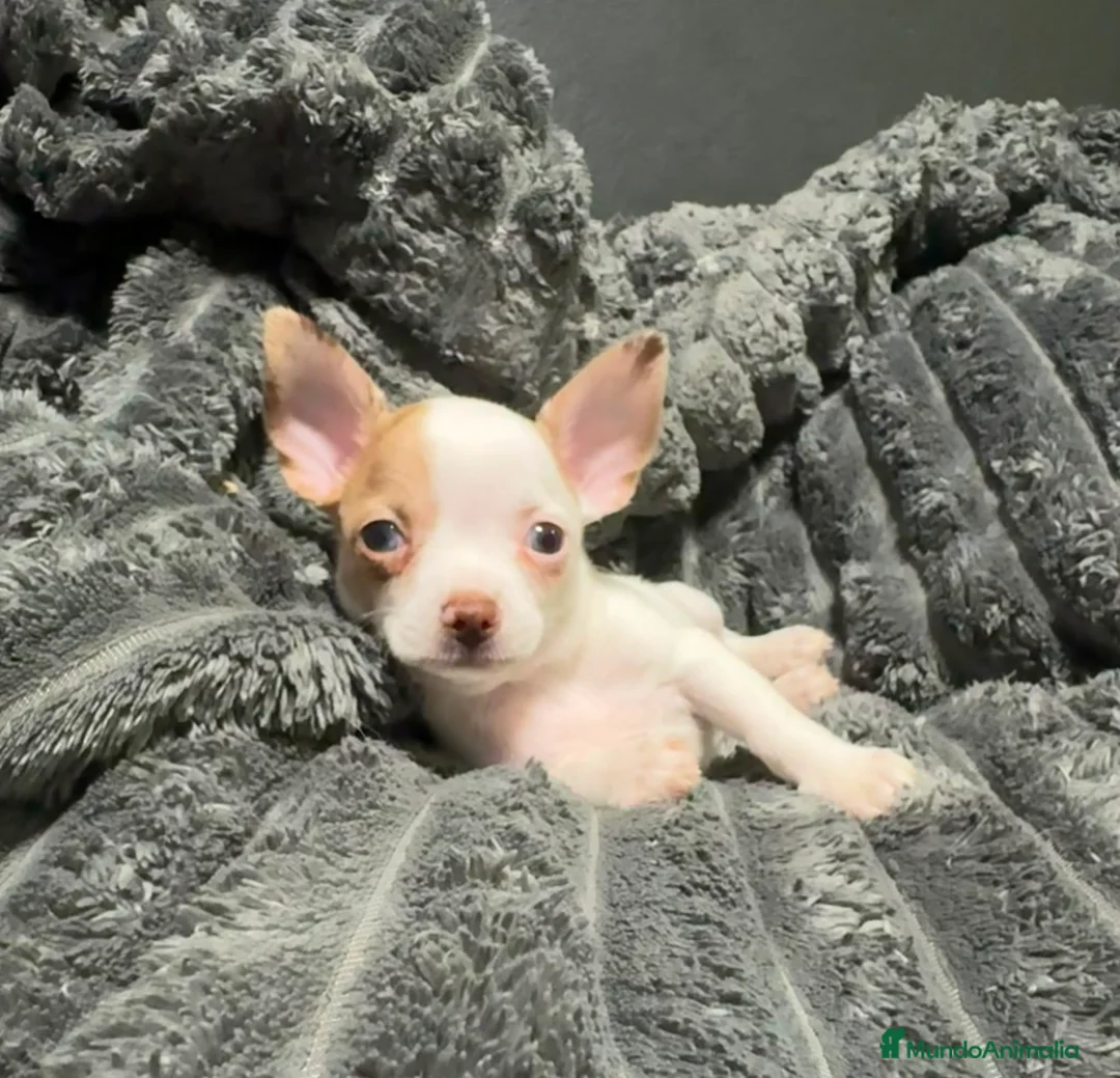 Chihuahua perros en venta: Chihuahua exotico merle - Anuncio 3