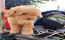Caniche Toy perros en venta: Caniche Toy - Imagen 5