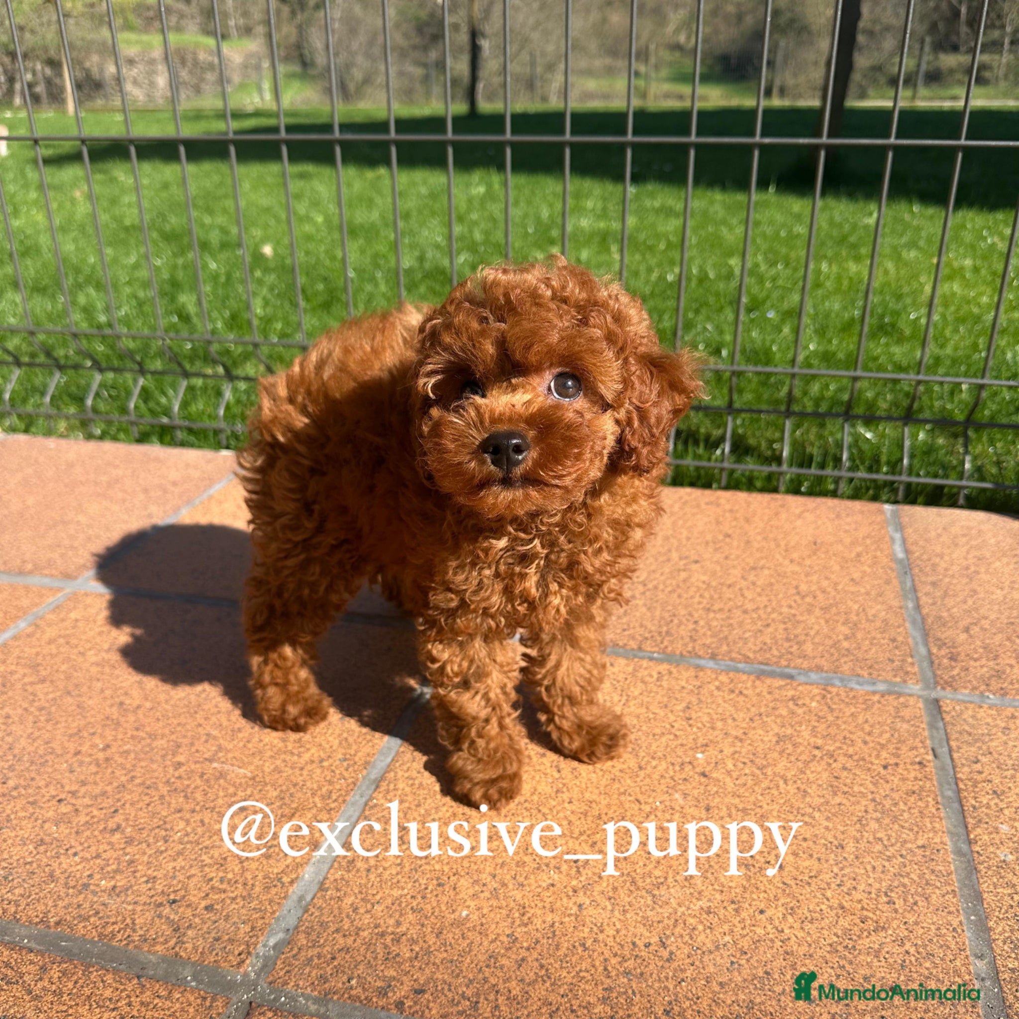 Caniche Toy perros ESPECTACULAR❣️ CANICHE TOY 🏆 Alta Calidad.  - Anuncio 1