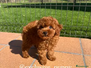 Caniche Toy perros ESPECTACULAR❣️ CANICHE TOY 🏆 Alta Calidad. - Anuncio 1