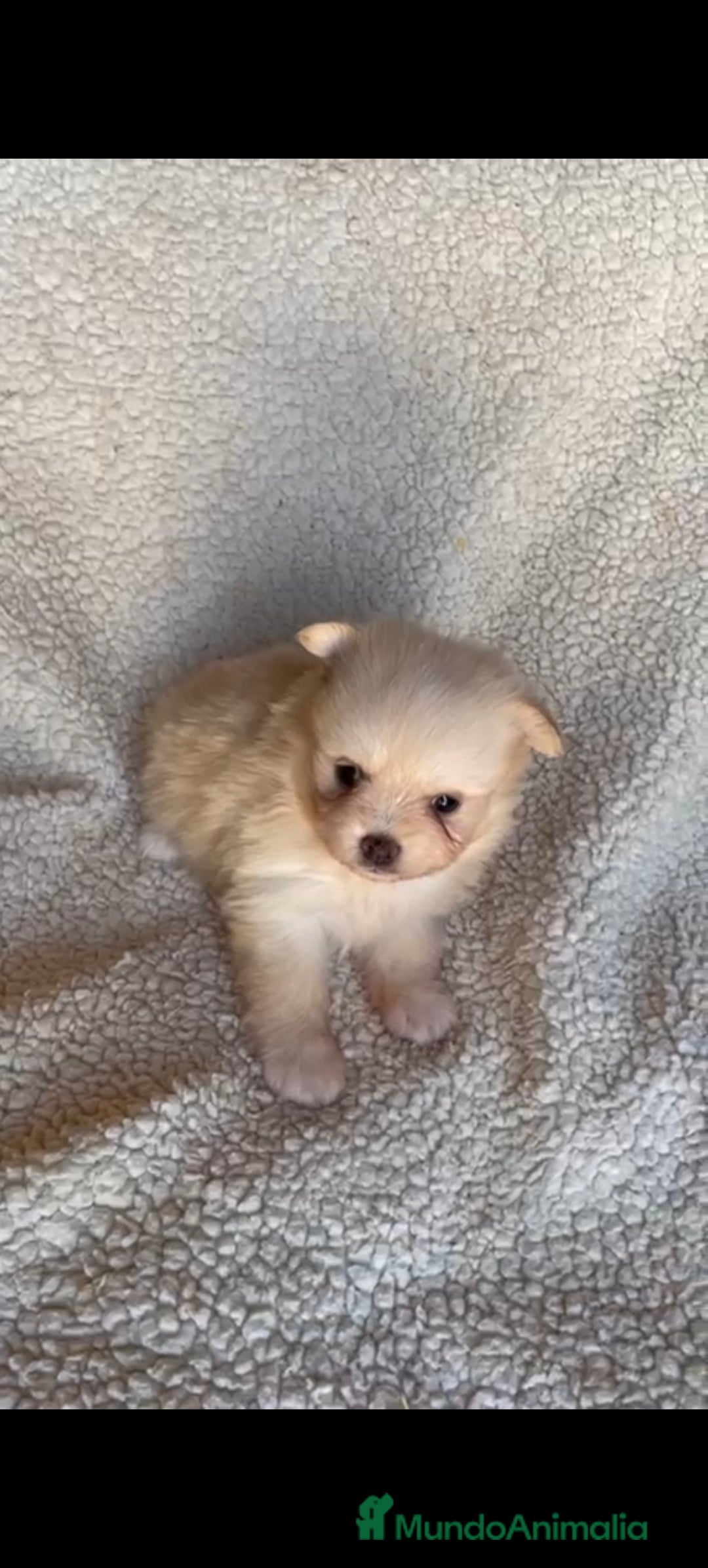 Pomerania perros en venta: Pomerania toys  - Imagen 8